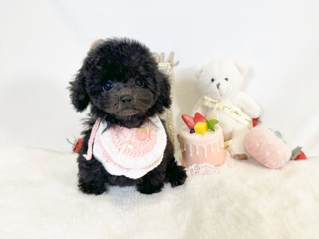 Cachorro de Caniche — NIKI — disponible en España