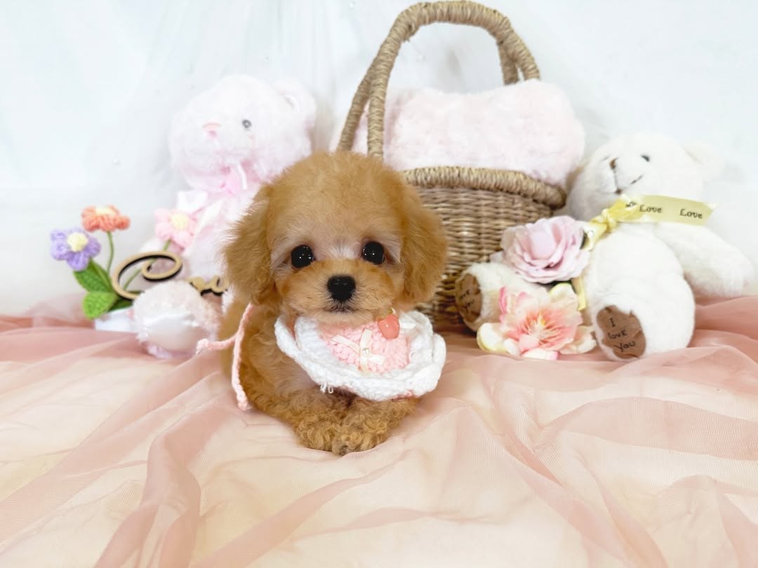 Cachorro de Caniche — KAYLA — disponible en España