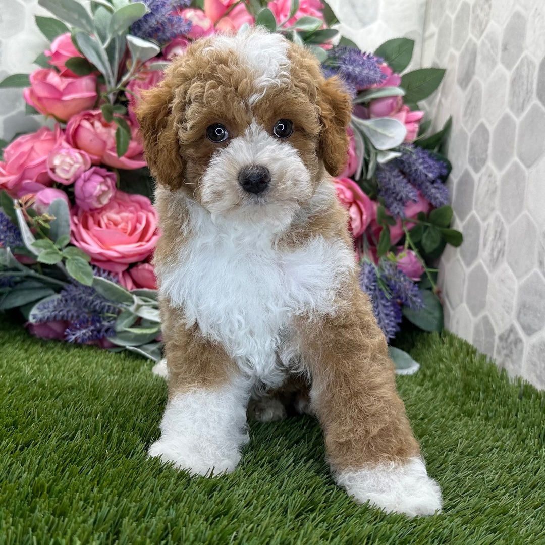 Cachorro de Caniche — PINK — disponible en España
