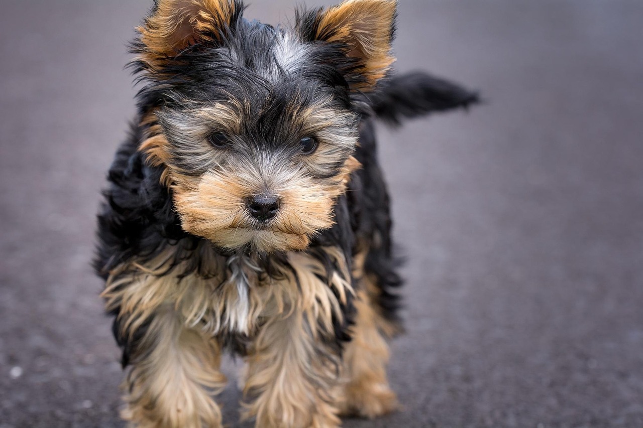 Yorkshire Terrier cachorro en venta
